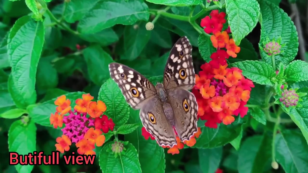 Beutifull butterfly 🦋