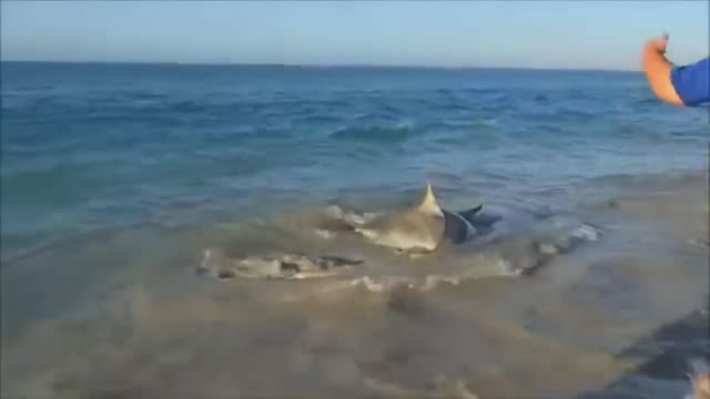 Saving animals in distress. Very exciting video!!