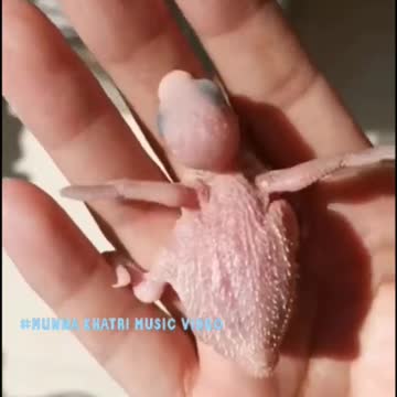 beautiful videos on birds growing | wildlife animals