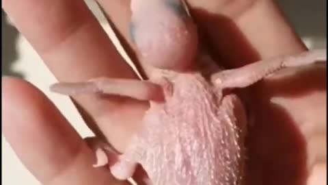 beautiful videos on birds growing | wildlife animals