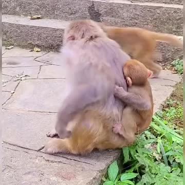 Funny Monkey playing
