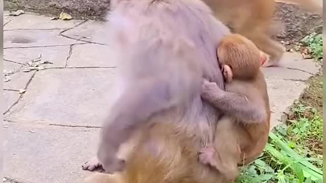 Funny Monkey playing