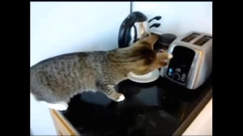 🔴🔥Cats Taking Scare - Edition🔥