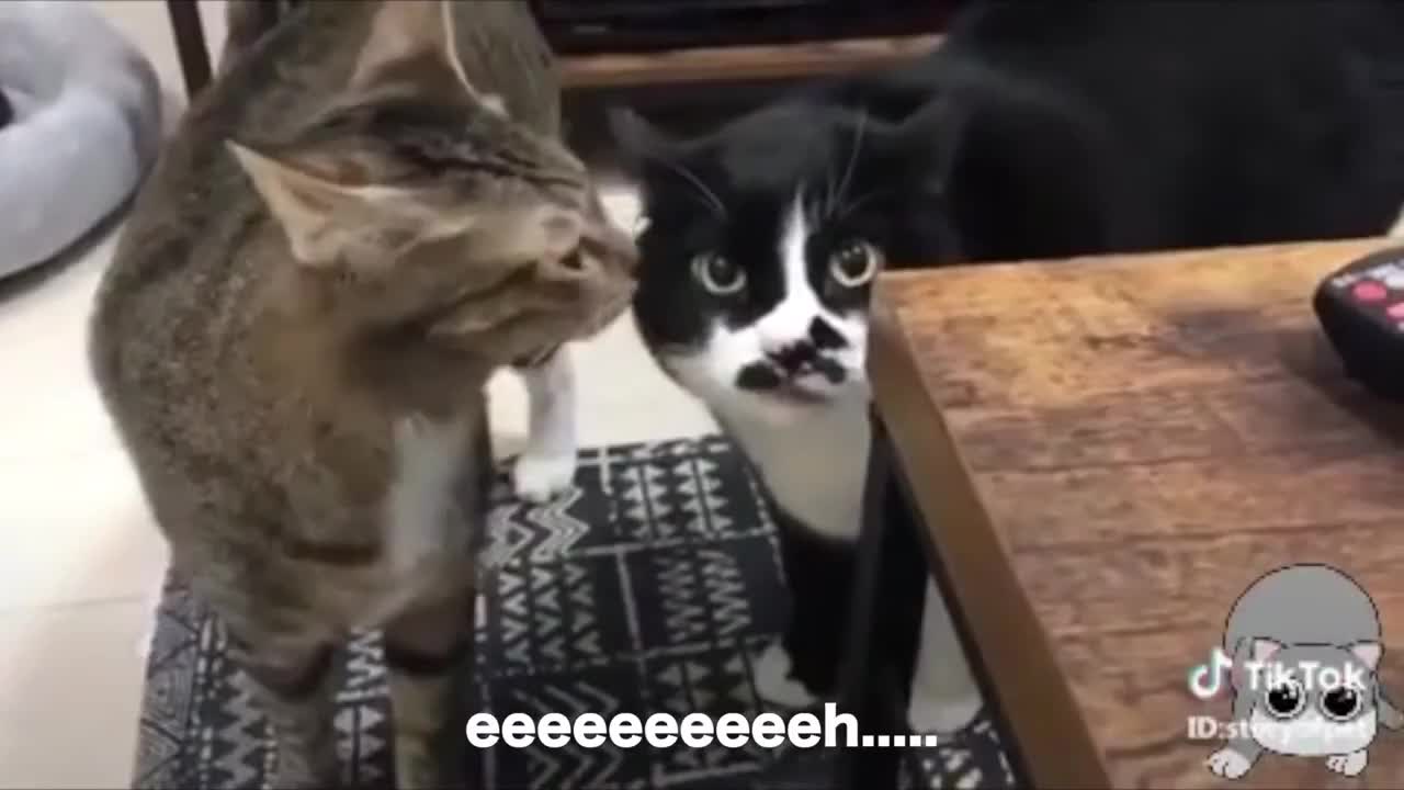 Cats talking