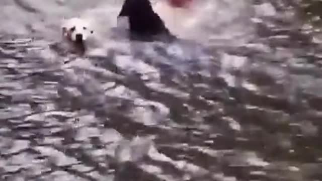 Dogs panic when owner swings out and falls into lake, then swim out to rescue him