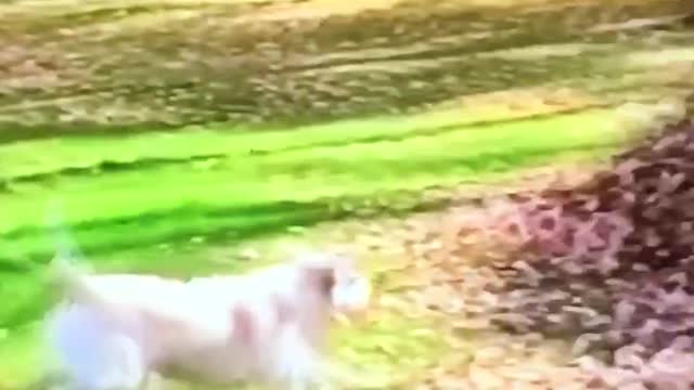 The dog sped into the bush