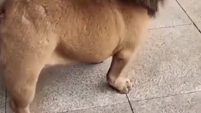 Funny dog video 😂😂😂😂