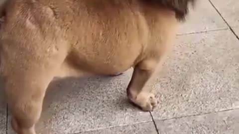 Funny dog video 😂😂😂😂