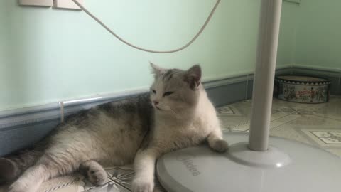 My cat gets hot and breathes like a dog.