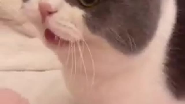 You can't resist seeing and laughing at these cute cat🤣🤣