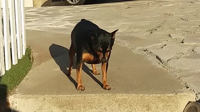 Funny Dog With Hot Paws