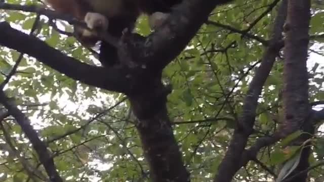 Grey cat sits on tree branch in a yard