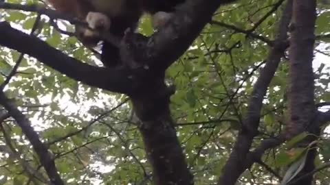 Grey cat sits on tree branch in a yard