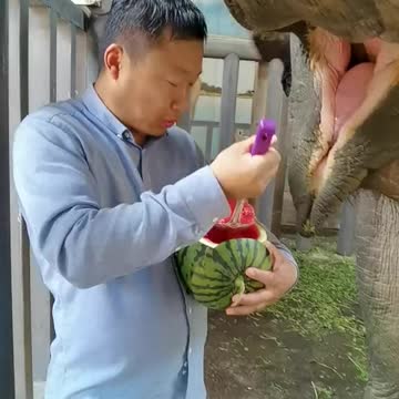 Feed an elephant a watermelon