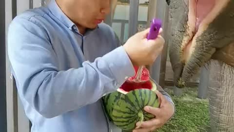 Feed an elephant a watermelon