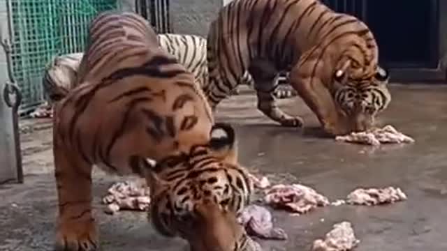 Tiger Food 5