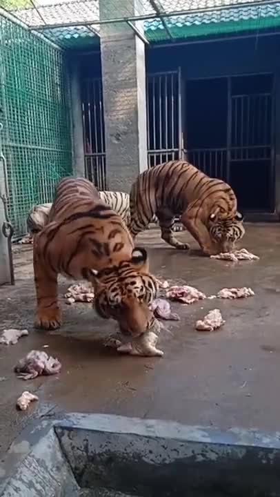 Tiger Food 5