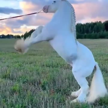 Snow White's horse showing ablities