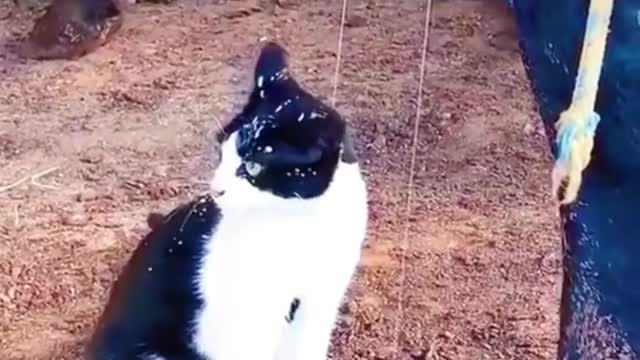 #shorts | Funny Cat | Funny animals | Pet | Animals | Animal Comedy | Animals Videos #shorts