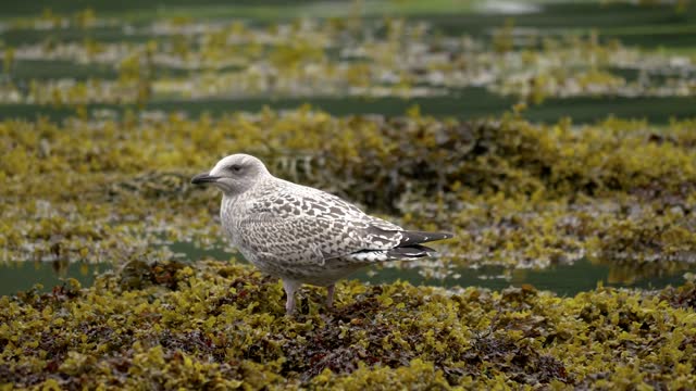 nature-river-animals-bird-water