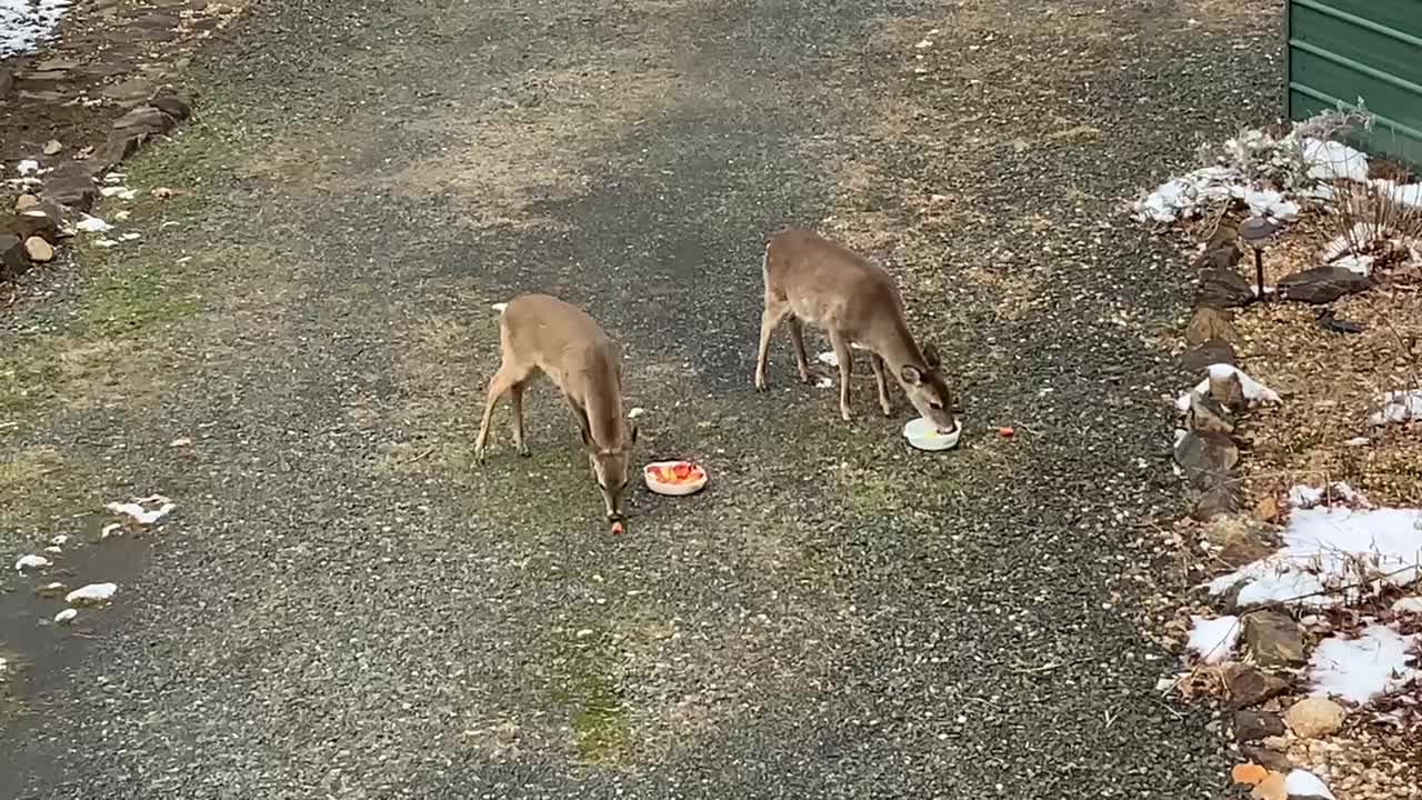 Lunchtime 🦌🍏🥕🥜 NC High country God’s country #MAGA country Subscribe below 👇