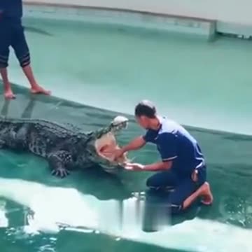 Scare Of Crocodiles