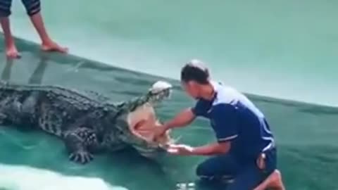 Scare Of Crocodiles