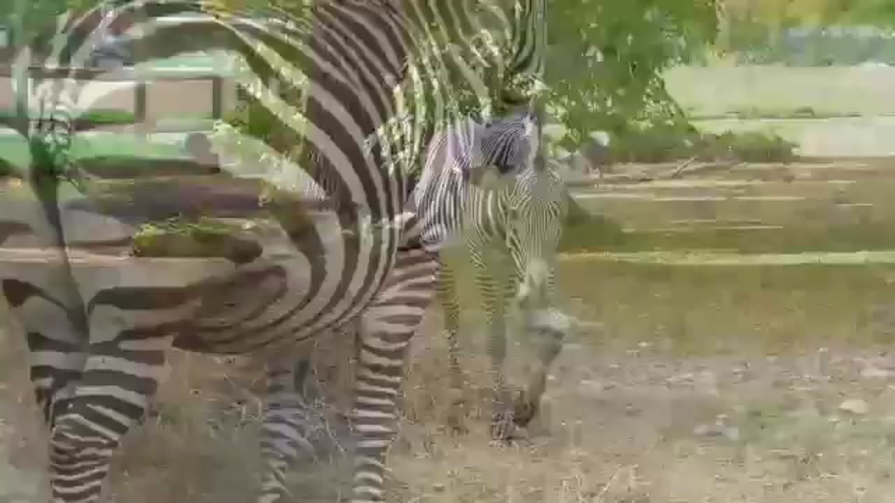 cool zebra videos-zebra video-zebra video uitgelegd-Zebras for Kids-