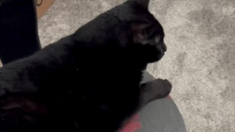 Adopting a Cat from a Shelter Vlog - Cute Precious Piper Reacts to When I Sneak Up on Her #shorts