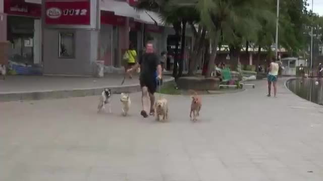 Bangkok Flood Diary Four Dogs in a Boat