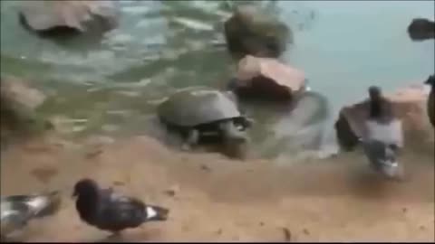 Ninja Turtle Switfly Attacks Bird For Food