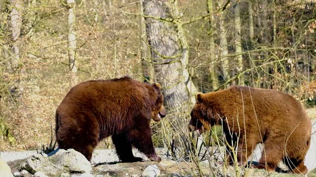 Bear Brown Bear Battle To Play Animal Big