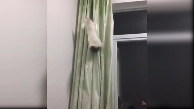 Never underestimate any cats, they will surprise you anytime.