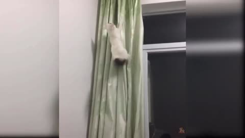 Never underestimate any cats, they will surprise you anytime.