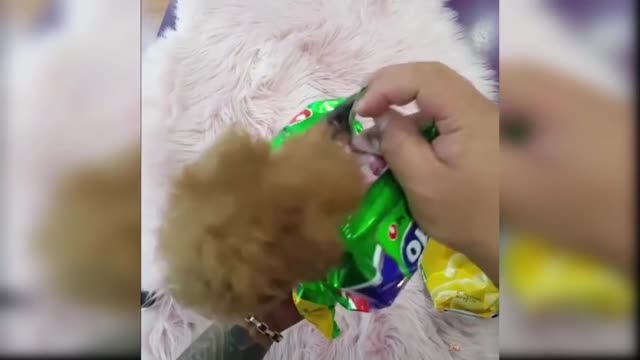 Baby Dogs - Cute and Funny Dog Videos Compilation #01