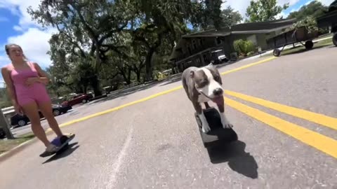 Joyrides make great memories 😋Dog on skateboard !