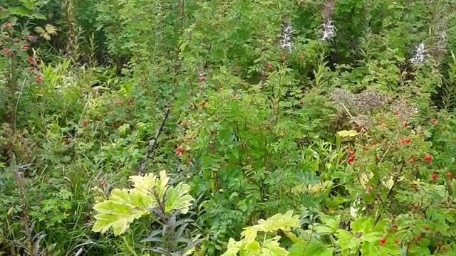 The largest creature Jesus Christ ever created is STILL ALIVE and WELL.