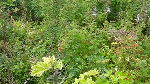 The largest creature Jesus Christ ever created is STILL ALIVE and WELL.