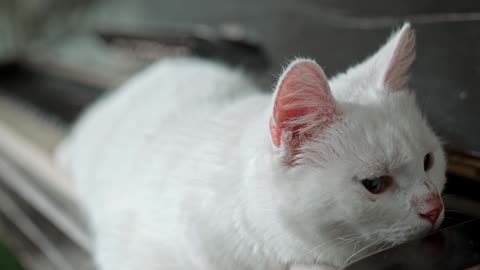 A White Cat On The Piano Keyboard