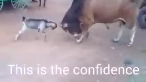 Funny animals 4
