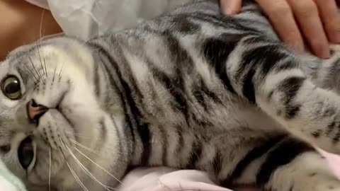 ME AND MY CAT FUNNY MOMENTS