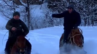 Beautiful Horse