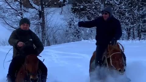 Beautiful Horse