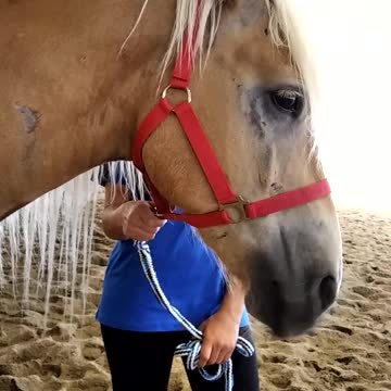 Funny haflinger