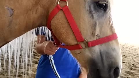 Funny haflinger