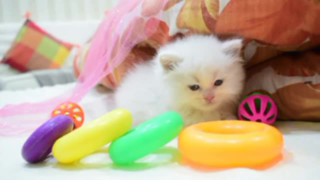 cat video-cute cat video #shorts #beautiful #animal #sweet