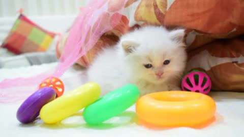 cat video-cute cat video #shorts #beautiful #animal #sweet