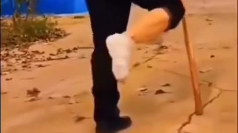 Animal training