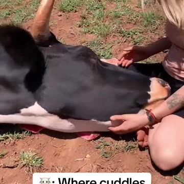 Cuddle cows’ added to bucket list #cows