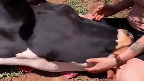Cuddle cows’ added to bucket list #cows